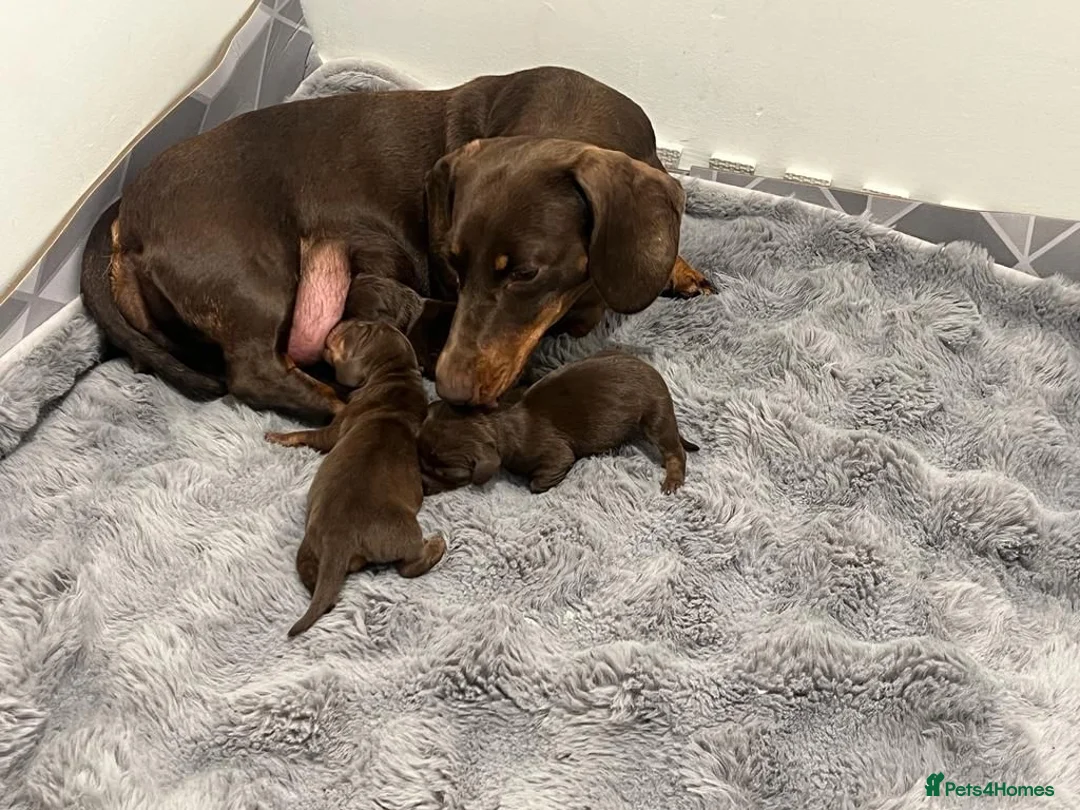Miniature Dachshund dogs for stud: **RogueRoyales Hennessy** PRA Clear Isabella & Tan in Wolverhampton - Advert 21