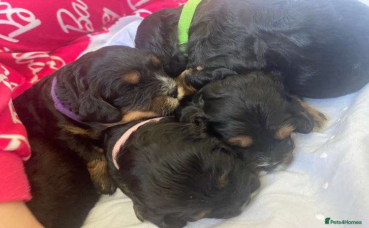 Cavapoo dogs - Advert 8