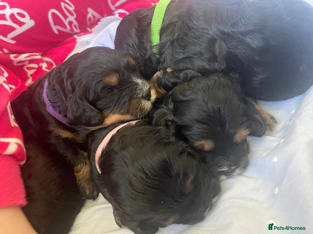 Cavapoo dogs for sale: Beautiful F1 cavapoos phantom 3 girls left 💜💖❤️ - Image 26