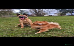Belgian Shepherd Dog dogs for sale: 4 year old Belgian Malinios - Image 3