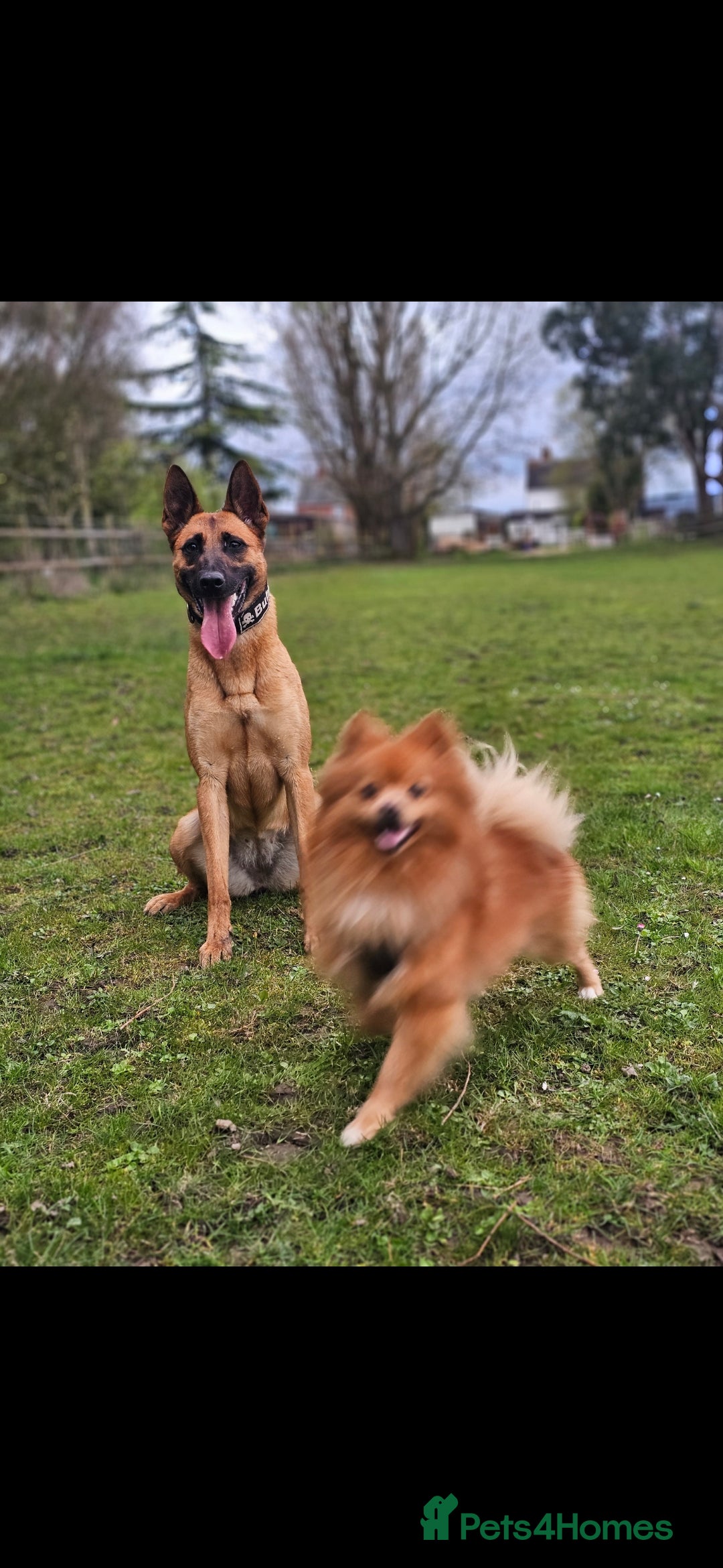 Belgian Shepherd Dog dogs for sale: 4 year old Belgian Malinios - Image 3