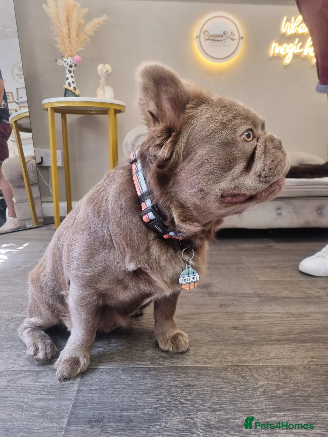 French Bulldog dogs for stud: *STUD* KC NEW SHADE ISABELLE FLUFFY FRENCH BULLDOG in Tonbridge - Advert 10