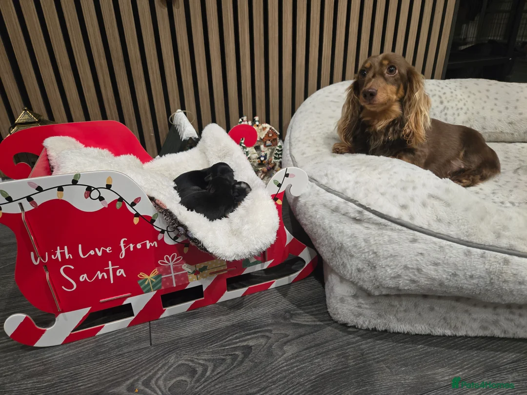 Miniature Dachshund dogs for sale: ✨️Kc registered stunning miniature dachshunds ✨️ - Advert 1