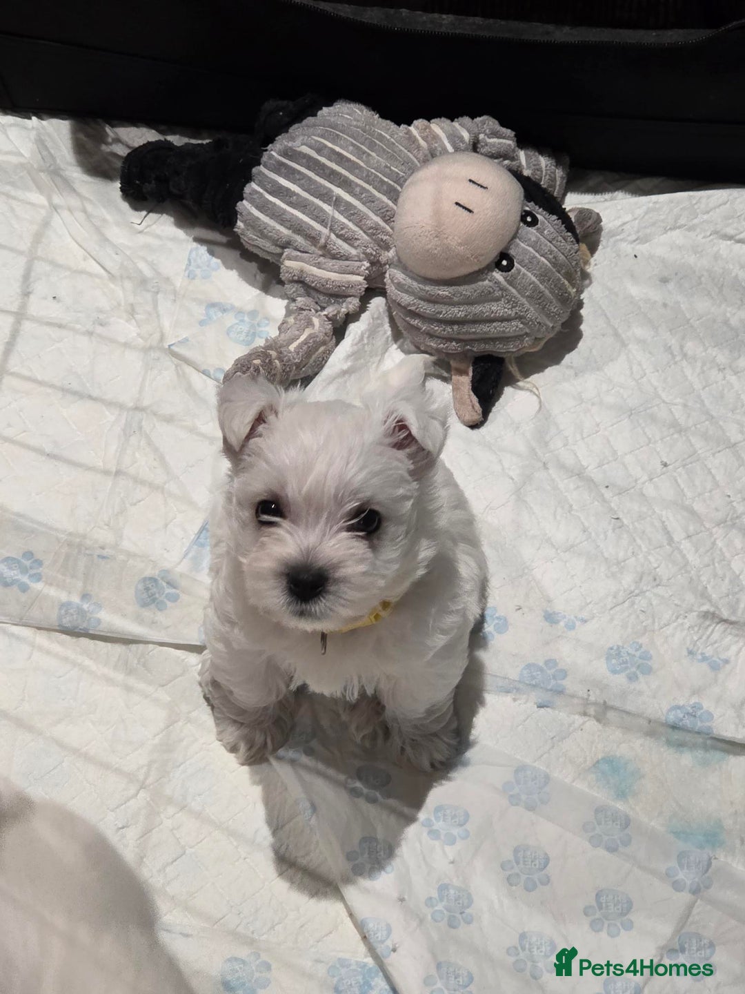 West Highland Terrier dogs for sale: Gorgeous pedigree westies, excellent bloodlines - Image 28