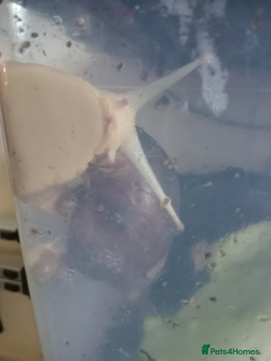 Snails invertebrates for sale: Baby giant African land snails Fulica Free - Advert 21