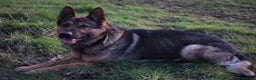 German Shepherd dogs for sale: Chewbacca the handsome gsd  - Advert 9