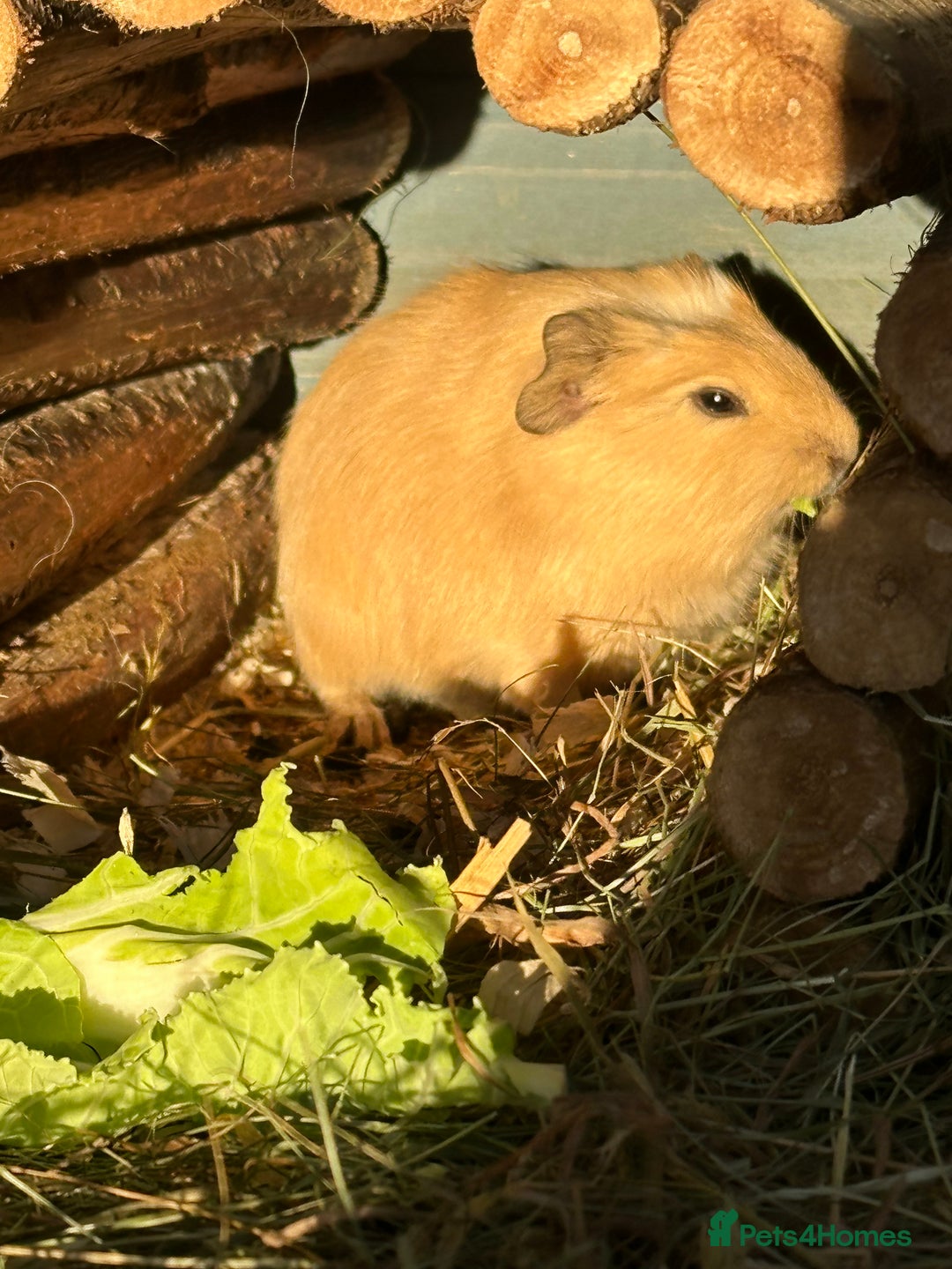 Guinea Pig rodents for sale: Guinea pig Boys  - Advert 3