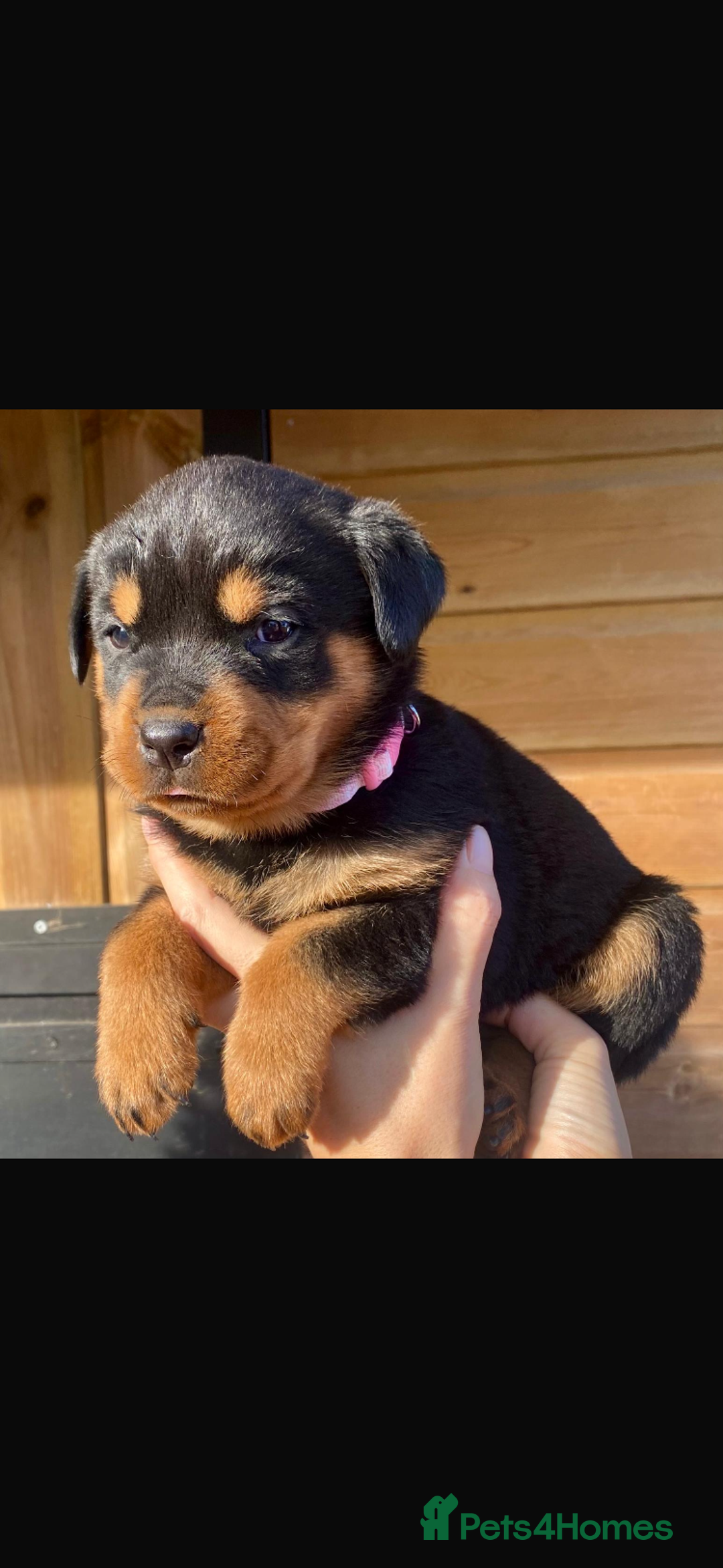 Rottweiler dogs for sale: Last girlBeautiful chunky Rottweiler puppies - Advert 5