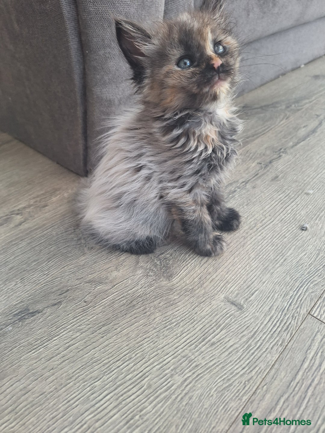 Maine Coon cats for sale: Mainecoon kittens some Polydactyl  - Image 7