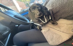 Mixed Breed dogs for sale: Black puppy with white strip on chest  - Image 16