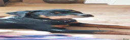 Rottweiler dogs for sale: IVOR KC REG ROTTWEILER PUP - Advert 11