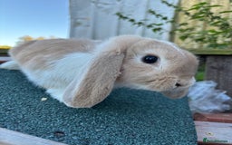 Mini Lop rabbits for sale: Mini lop rabbits ready to leave  - Image 3
