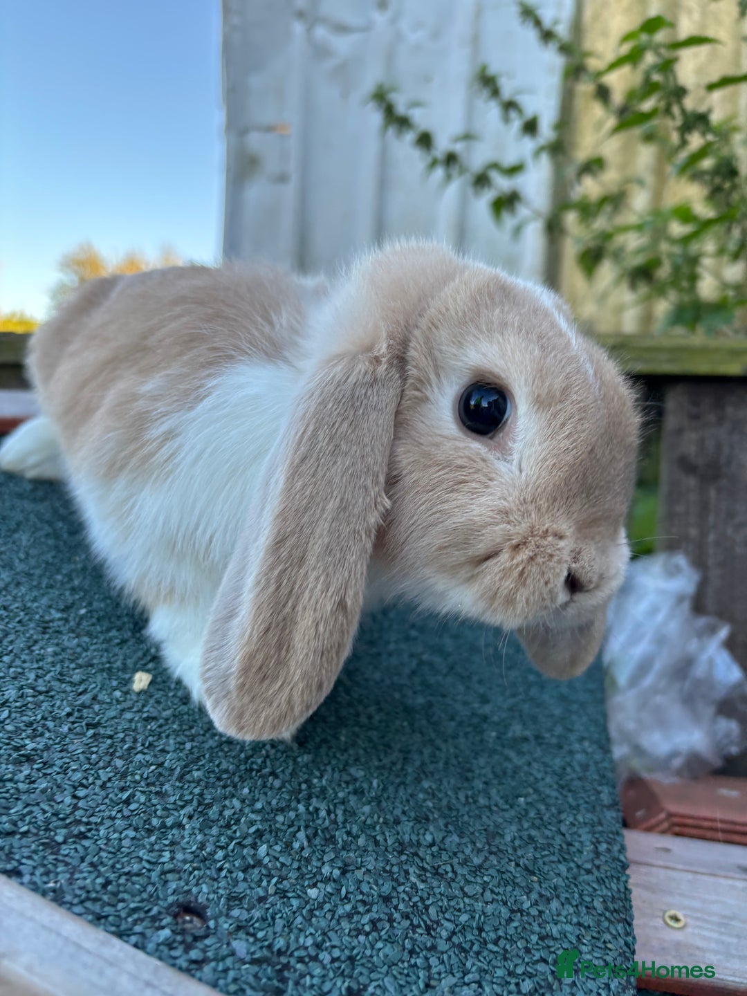 Mini Lop rabbits for sale: Mini lop rabbits ready to leave  - Image 3