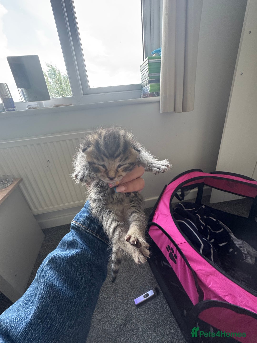 Mixed Breed cats for sale: 3 kittens for sale - Image 1