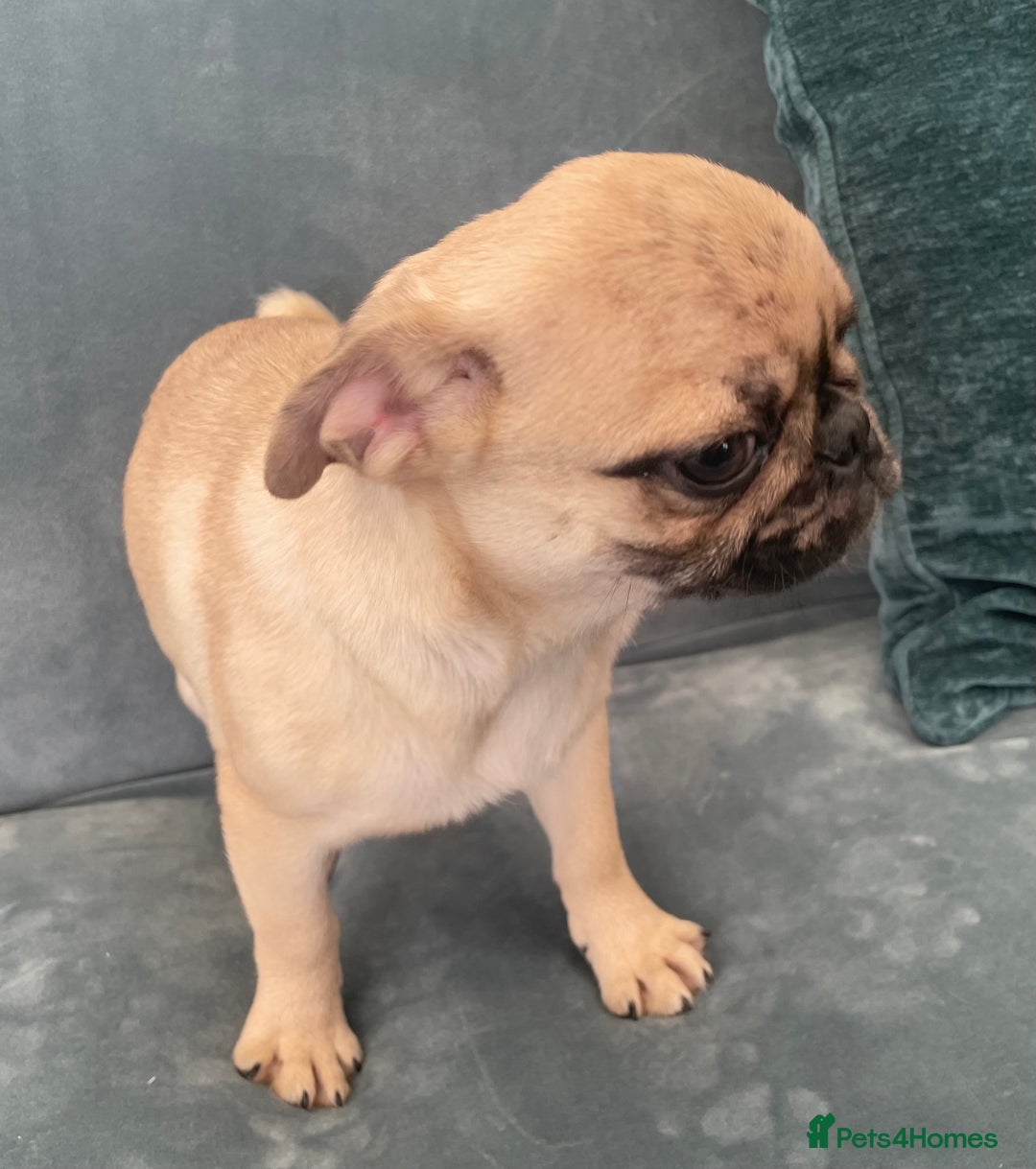 Pug dogs for sale: Pug Puppies  - Image 31