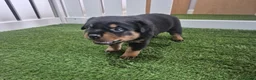 Rottweiler dogs for sale: Adorable, Confident, Chunky KC Rottie Pups  - Advert 7