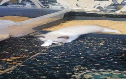 Ragdoll cats for sale: 3 quarters RAGDOLL KITTENS FOR SALE £150 - Image 33