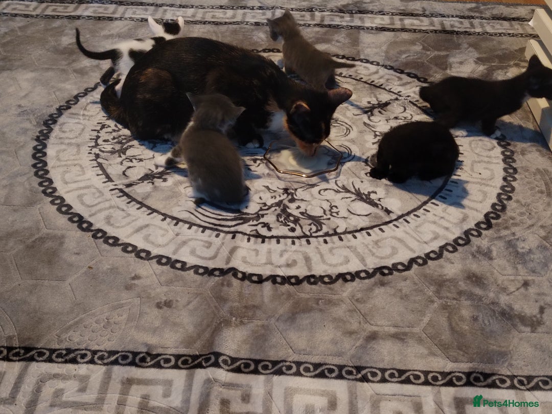 Mixed Breed cats for sale: Adorable Kittens Looking for Their Forever Homes - Advert 4