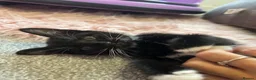 Mixed Breed cats for sale: 2 black and white Kittens  - Advert 7