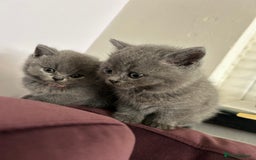 British Shorthair cats for sale: pedigree GCCF kittens available in 2 weeks time! - Image 32
