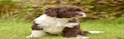 Spanish Water Dog dogs for sale: KC Spanish Water Dog Pups-Coastal Raised with ENS  - Advert 23