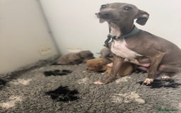 Italian Greyhound dogs for sale: 5⭐️ licensed breeder. SHOW QUALITY PARENTS  - Image 6