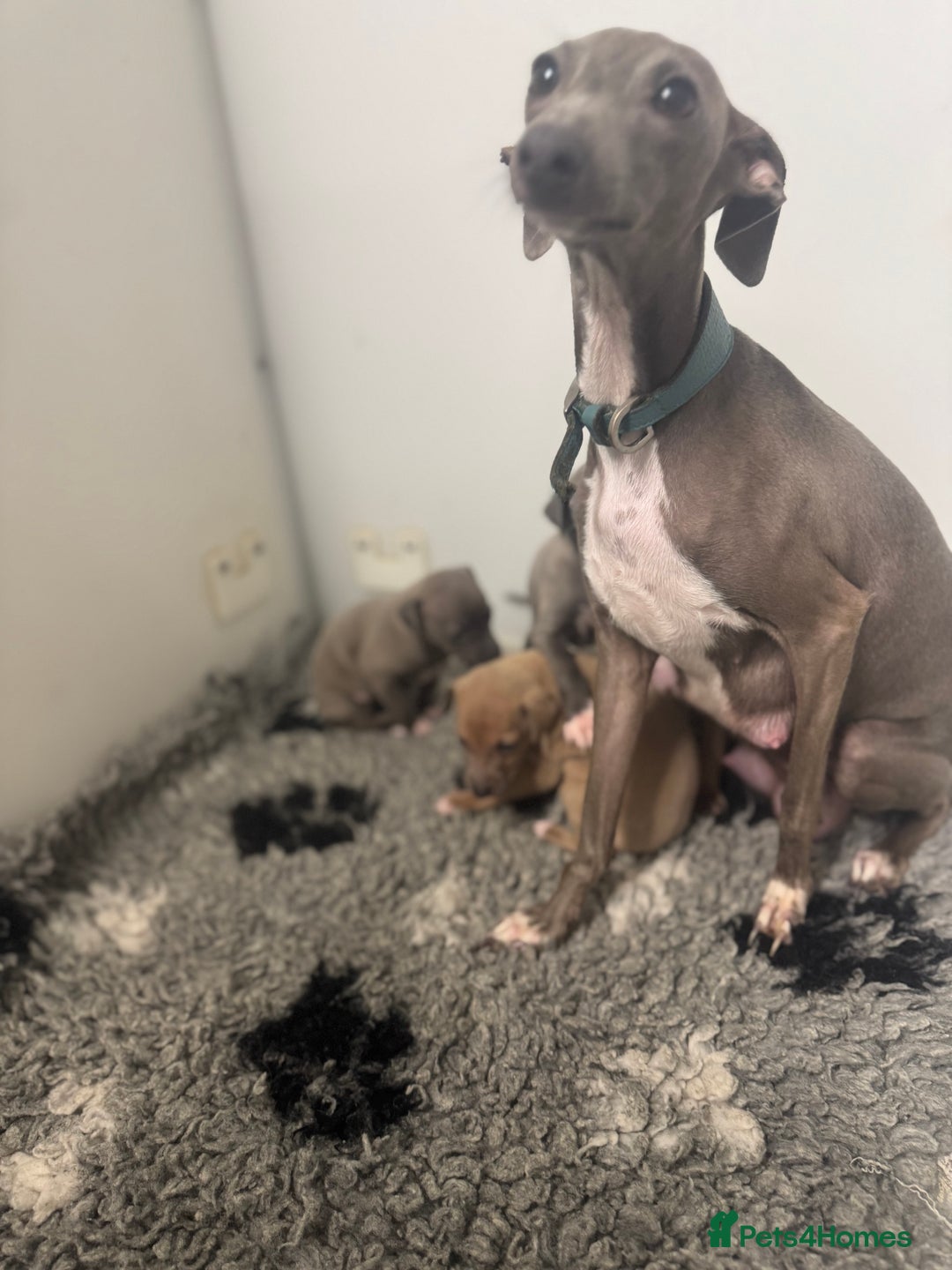 Italian Greyhound dogs for sale: 5⭐️ licensed breeder. SHOW QUALITY PARENTS  - Image 6