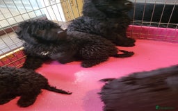 Miniature Poodle dogs for sale: For sale 4 gorgeous girls and 2 boys  - Advert 12