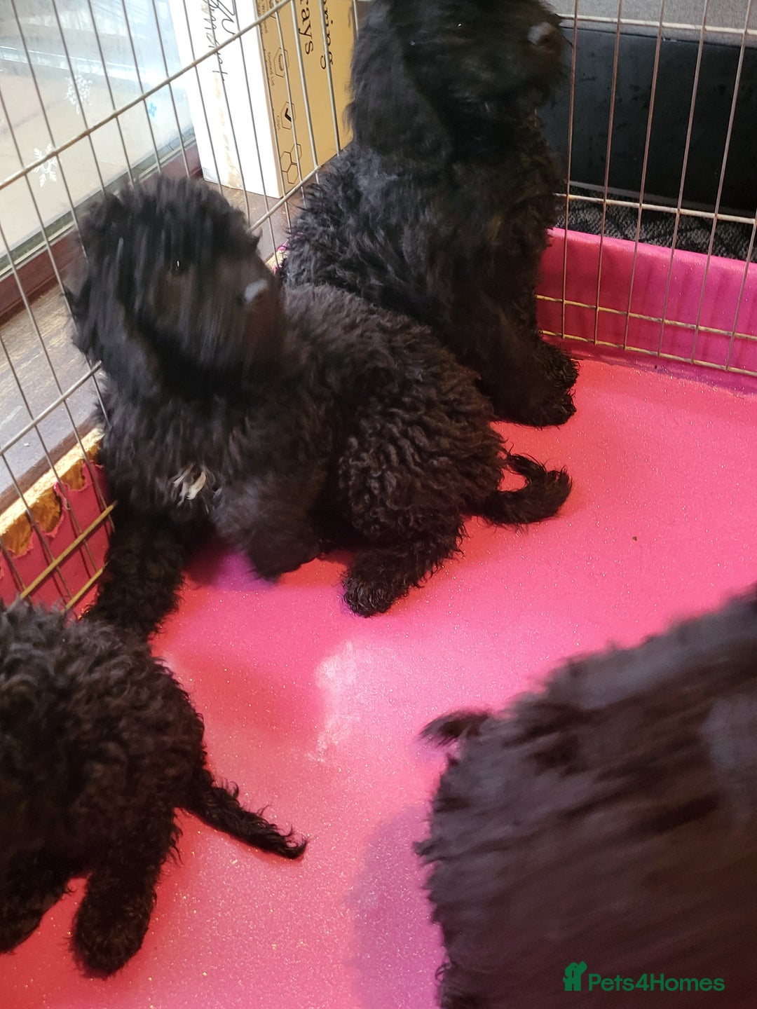 Miniature Poodle dogs for sale: For sale 4 gorgeous girls and 2 boys  - Advert 12