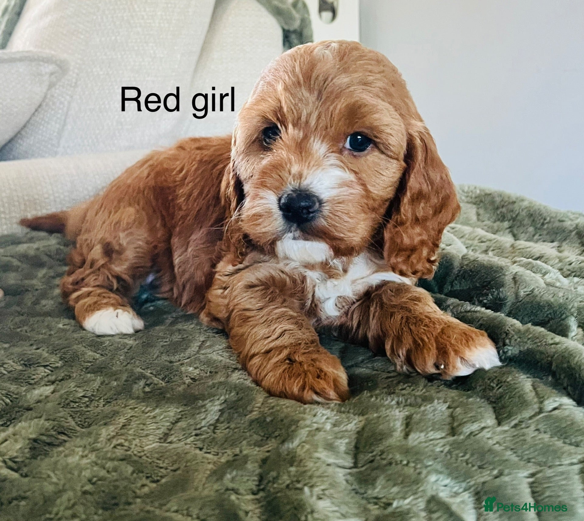 Cockapoo dogs DNA HEALTH TESTED F1 COCKAPOOS  - Advert 2