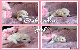 Mini Goldendoodle dogs for sale: Beautiful Family Raised F1 Mini Golden-doodles  - Image 31