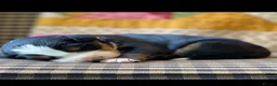 Bernese Mountain Dog dogs for sale: Cute Delighted  Bernese Mountain Puppies  in Folkestone - Advert 15