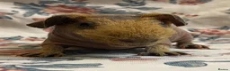 Guinea Pig rodents for sale: Stunning pedigree skinny pig boys available  - Advert 6