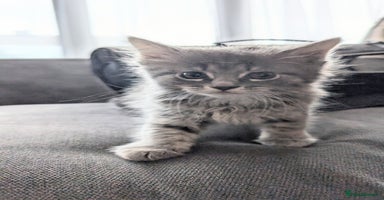 Maine Coon cats - Advert 13