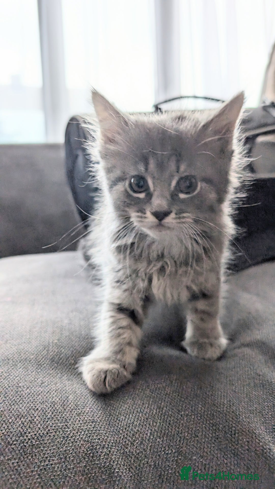 Maine Coon cats for sale: Maine Coon kittens available to loving homes 💖 - Image 3