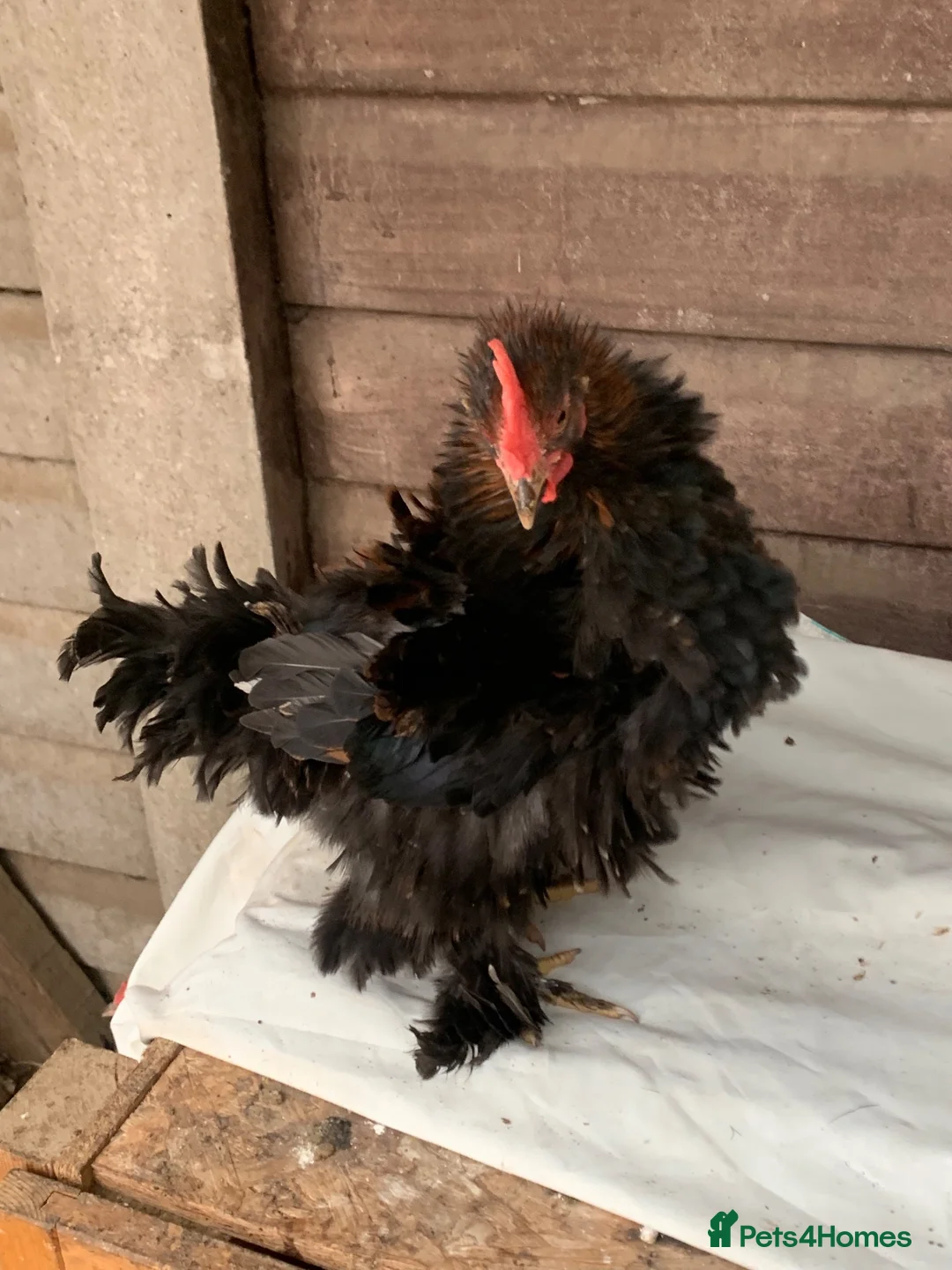 Chickens poultry for sale: Frizzle banthams - Advert 1