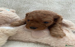 Cockapoo dogs for sale: Adorable cockapoo puppy’s  - Image 5