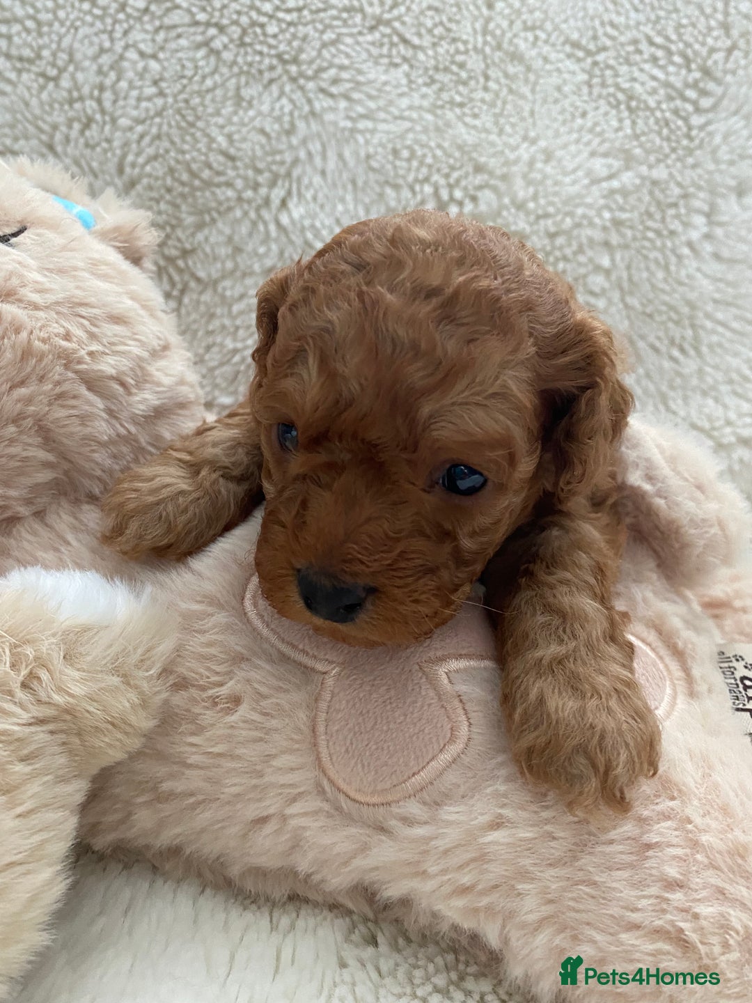 Cockapoo dogs for sale: Adorable cockapoo puppy’s  - Image 5