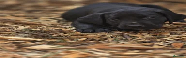 Labrador Retriever 4