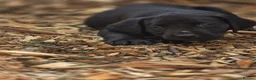 Labrador Retriever dogs for sale: Gorgeous pups from our Milromali working lines  - Advert 3