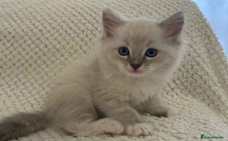 Ragdoll cats - Advert 12