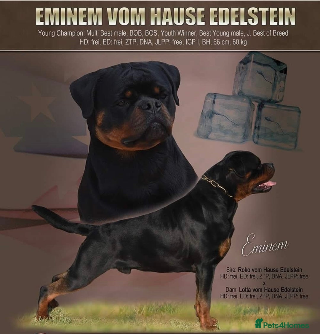 Rottweiler dogs for sale: Top Quality KC Health Tested Rottweiler Puppies  - Advert 10