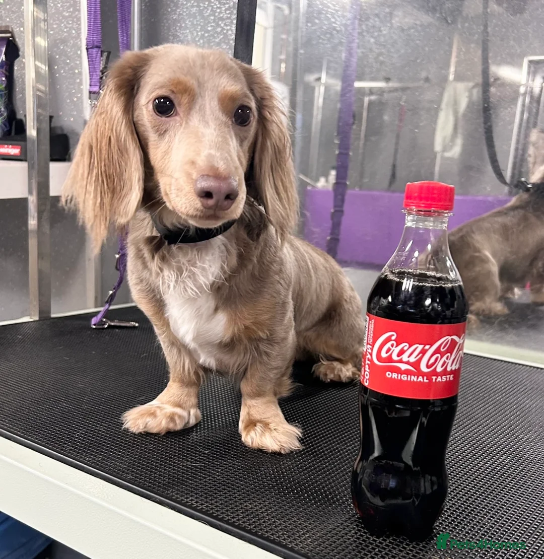 Miniature Dachshund dogs for stud: Long hair dachshund stud  - Advert 3