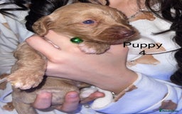 Cockapoo dogs for sale: Adorable 🐶 Cockapoo Pups 🐶 x6 Ready for new home - Advert 11