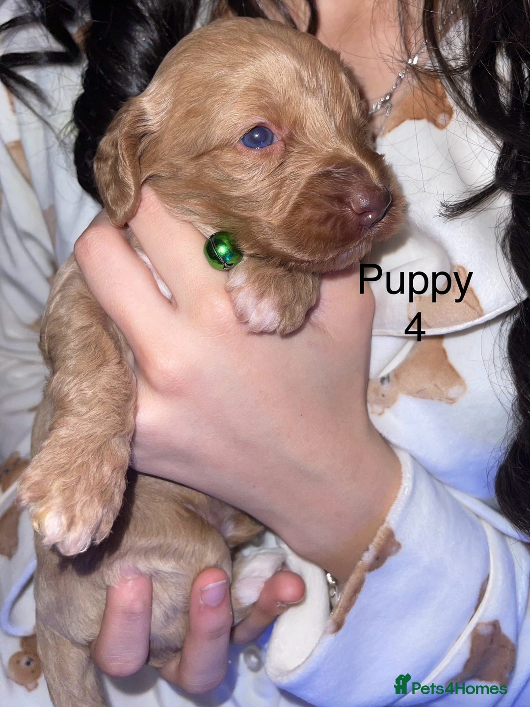 Cockapoo dogs for sale: Adorable 🐶 Cockapoo Pups 🐶 x6 Ready for new home - Advert 11