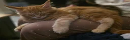 Maine Coon cats for sale: Five Beautiful Maine Coon Kittens - Advert 27