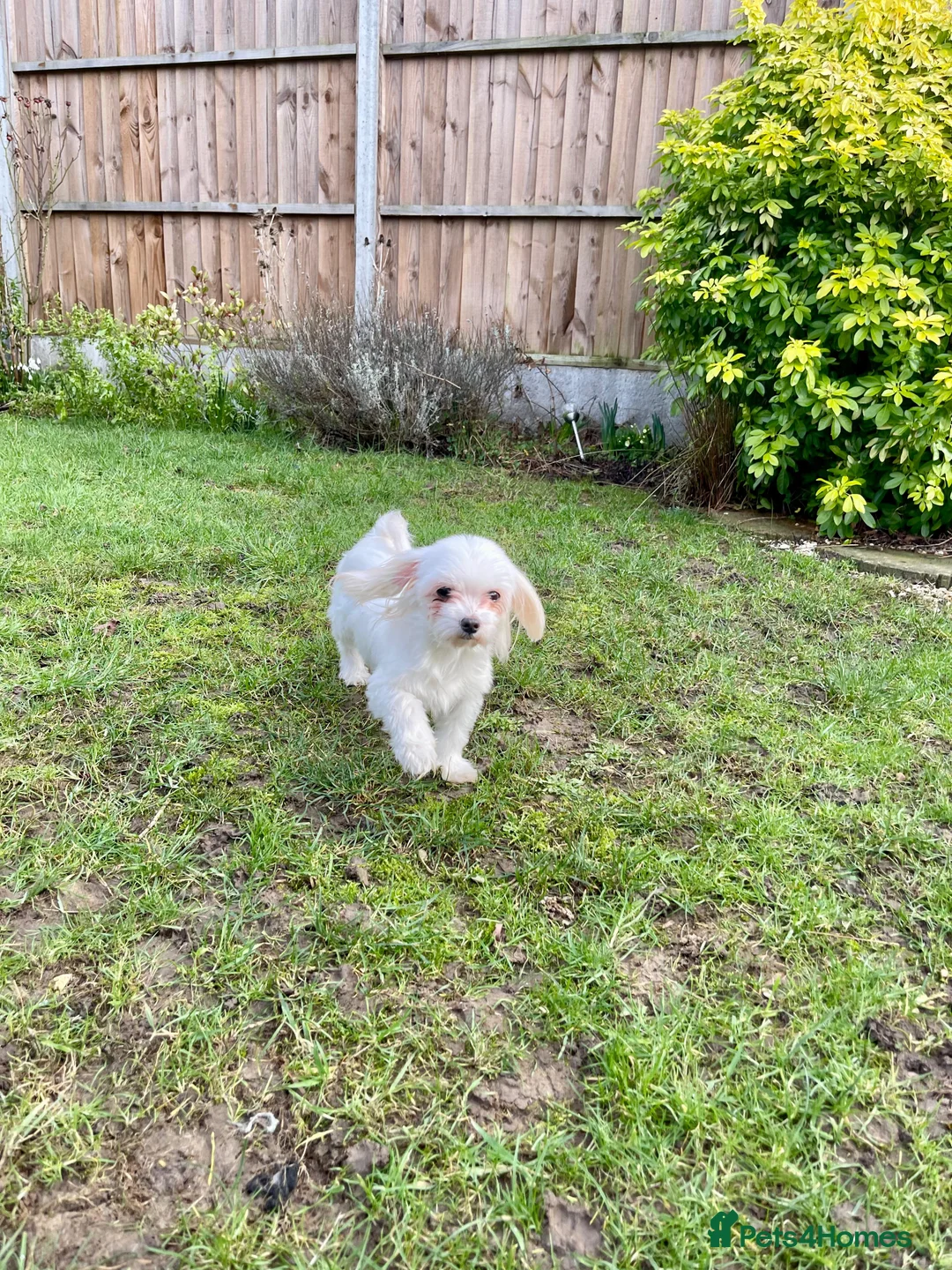 Maltese dogs for sale: Loving Home Wanted for Sweet Maltese Girl - Advert 10