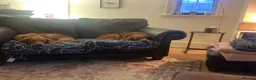 Golden Retriever dogs for sale: Fox Red golden Retrievers KC reg  in Hassocks - Advert 10