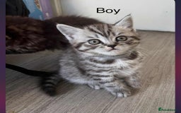 Scottish Fold cats for sale: scottish fold kittens  - Image 29