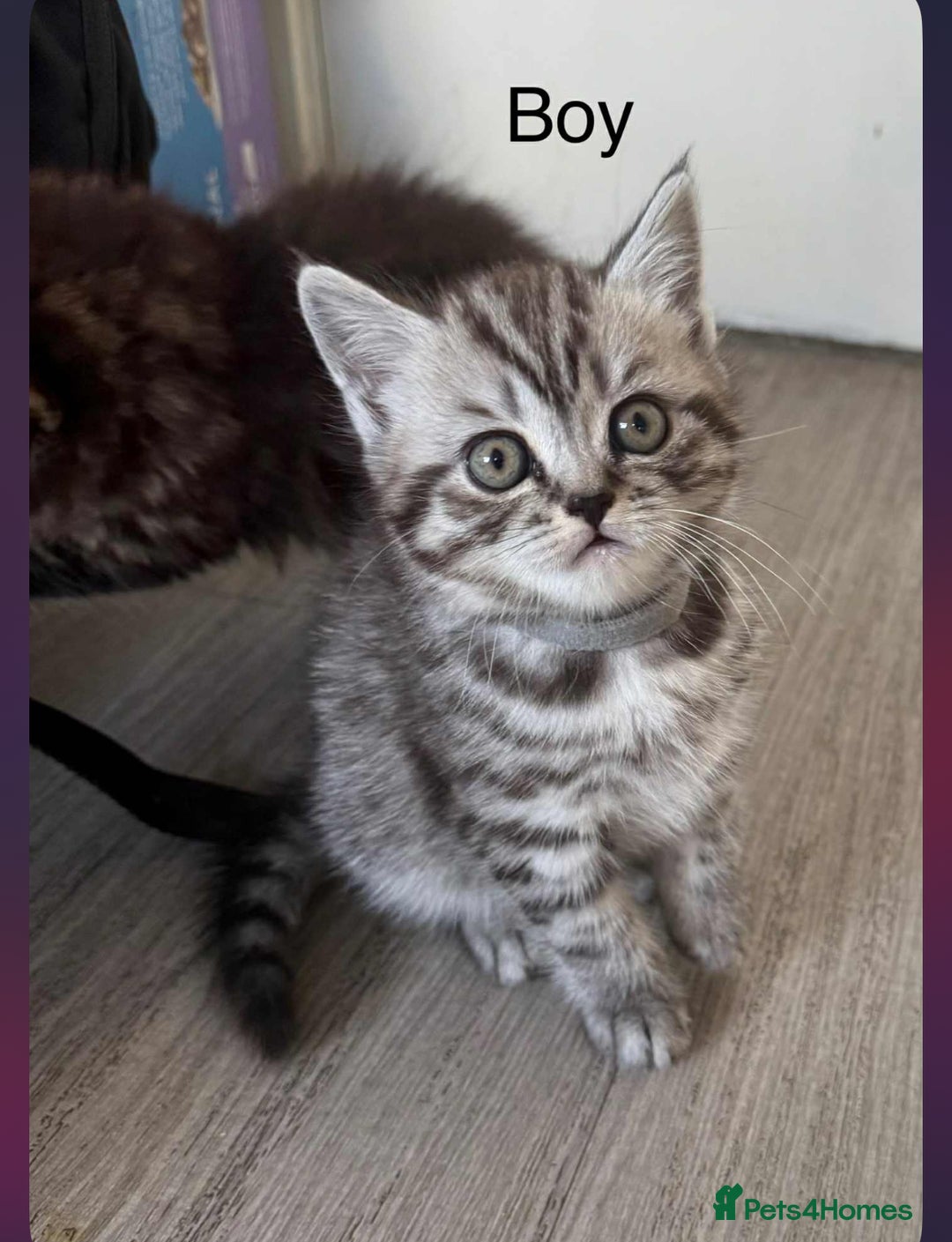 Scottish Fold cats for sale: scottish fold kittens  - Image 29